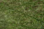 Canadian horseweed